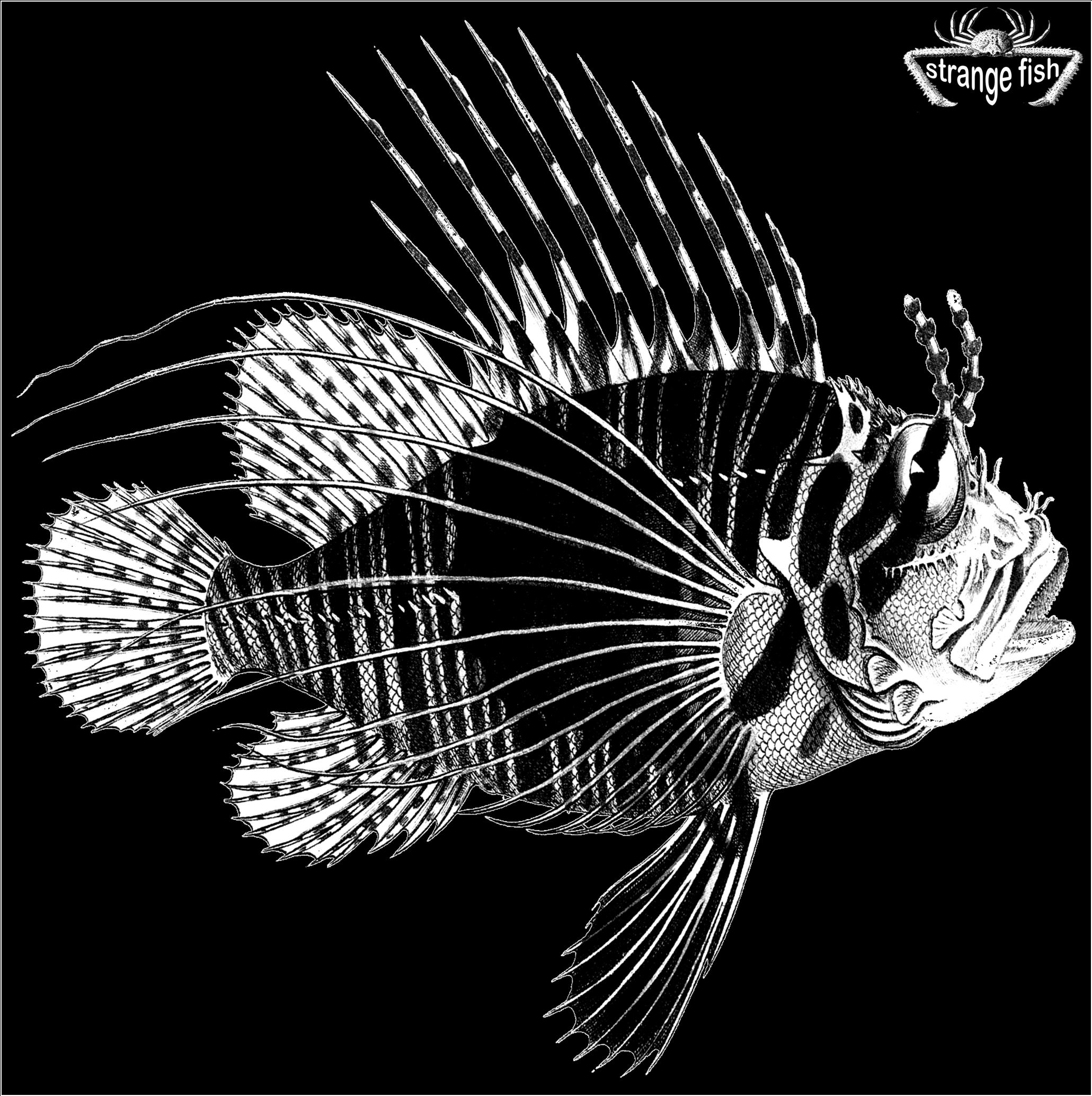 it's strange, it's fishy, it's....